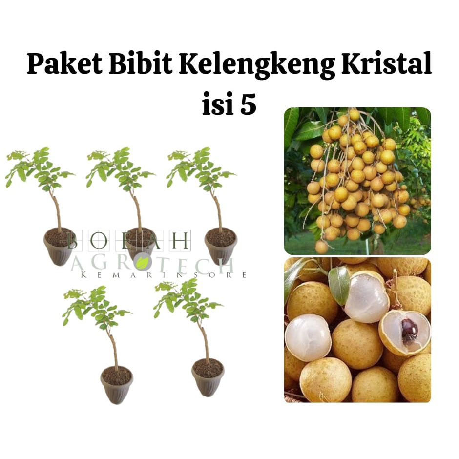 Paket Hemat Bibit Kelengkeng Kristal Okulasi Isi 5 Bonus Bibit Strawberry+Polibag