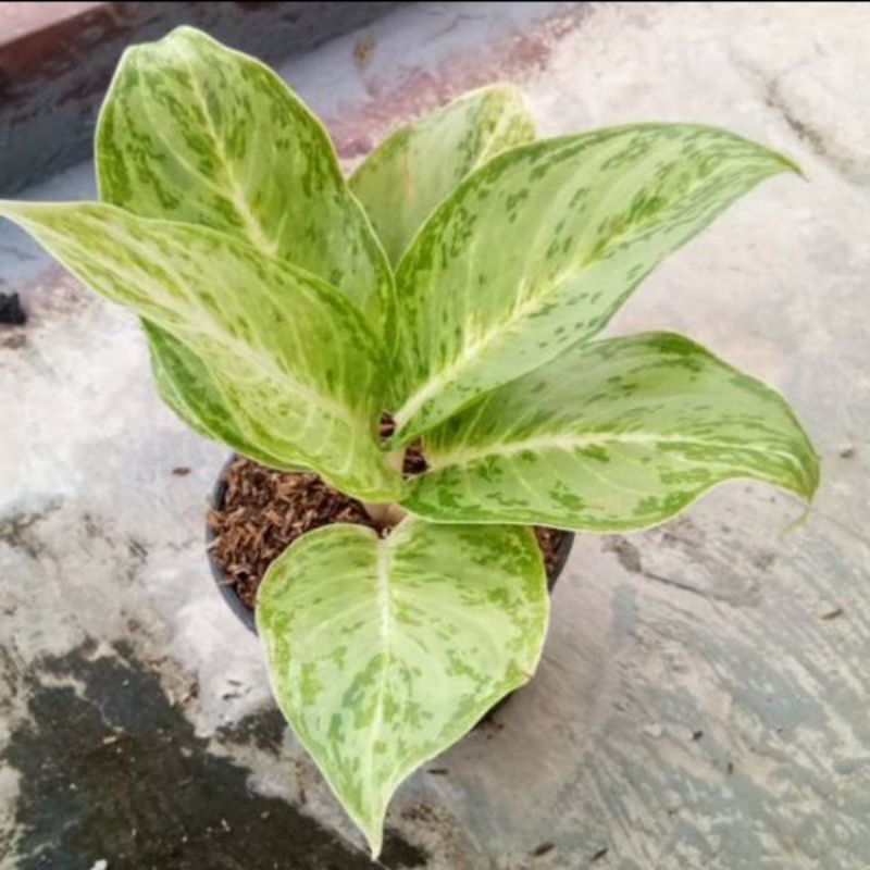 Aglonema Silver Queen