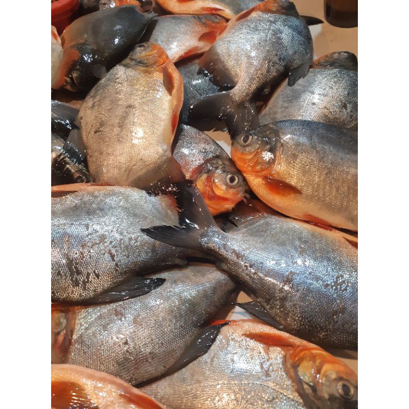 

Ikan segar bawal air tawar