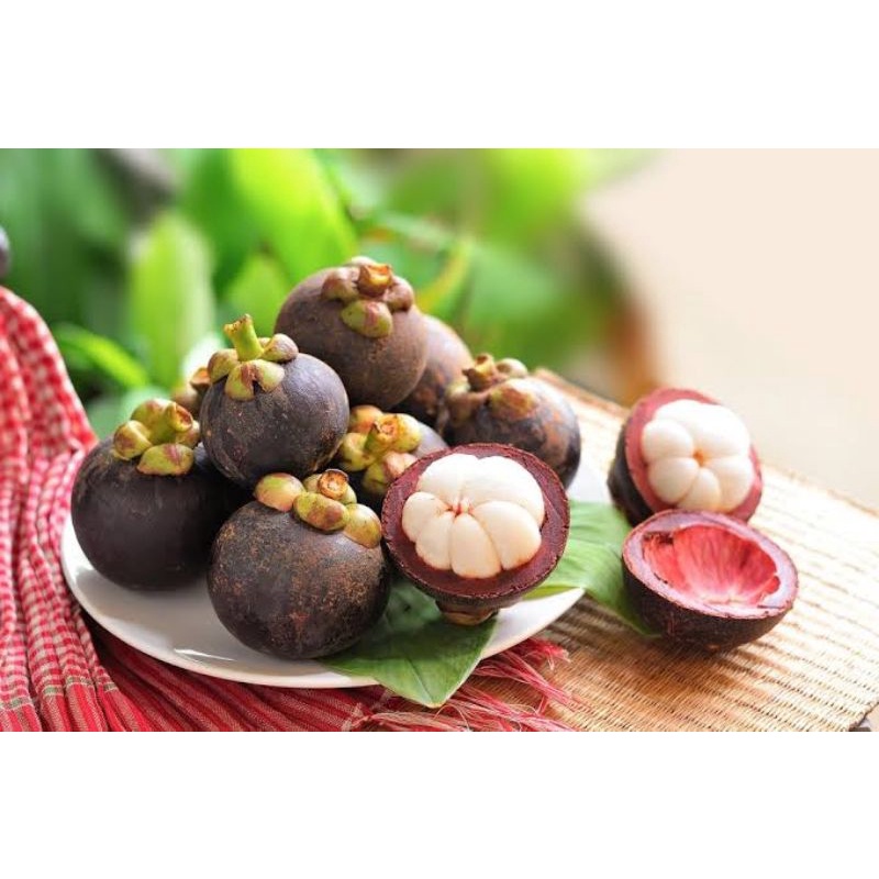 

MANGGIS - BUAH MANGGIS SEGAR FRESH - BUAH SEGAR BERKUALITAS SUPER