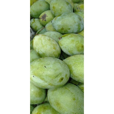 

Mangga Muda Pencit