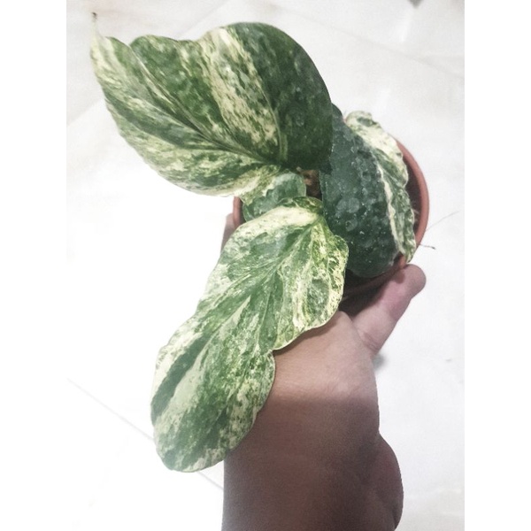 AMYDRIUM MEDIUM VARIGATA