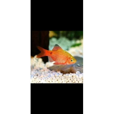 Ikan Hias Barbir