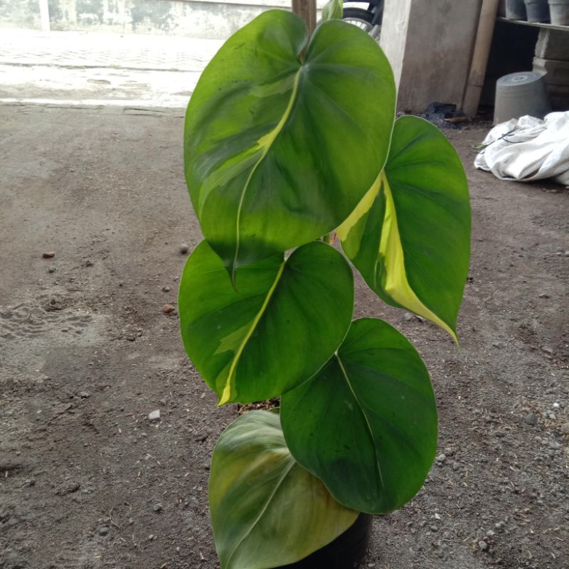 philo brazil jumbo,sirih brazil,sirih murah