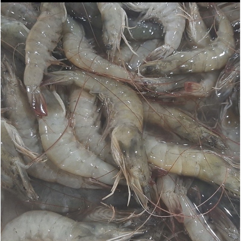 Udang Segar 500gram