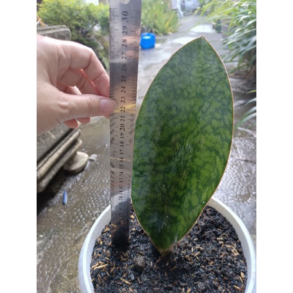 sansevieria mansoniana lidah mertua centong