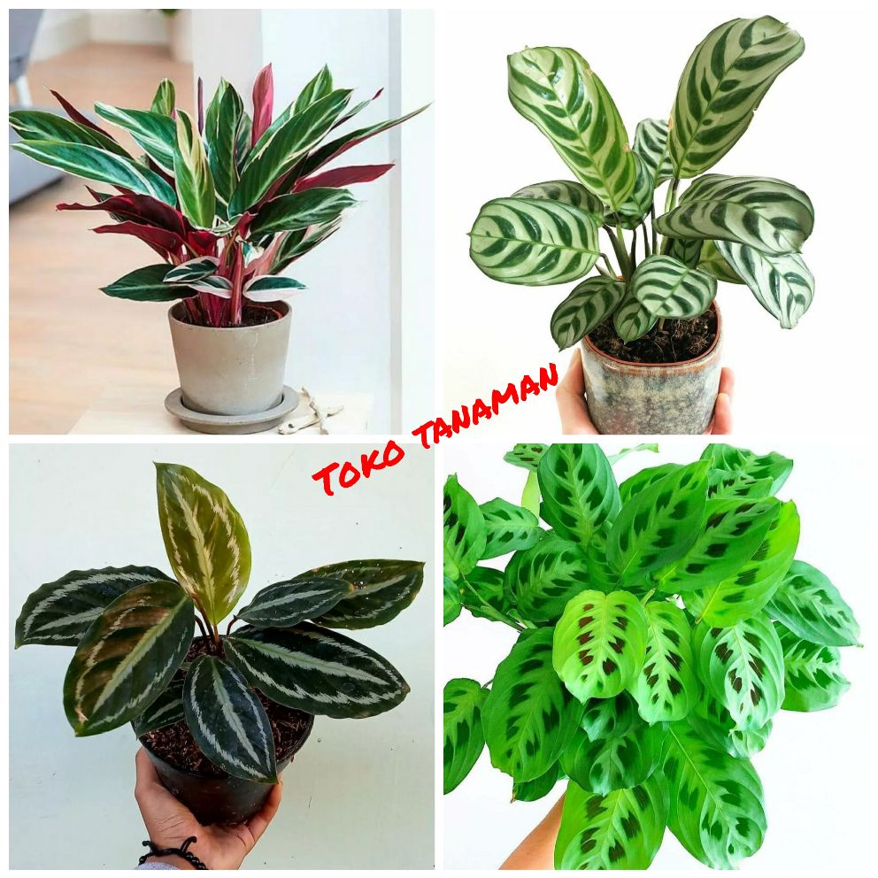 Paket 4 Jenis Chalathea Tanaman Hias Hidup Tanaman Indoor Outdoor Shopee Indonesia