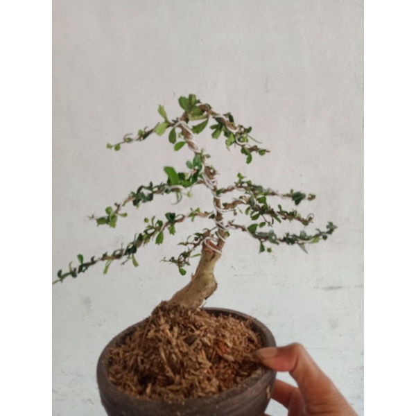 bonsai jadi hokianty mikro...bonggol besar