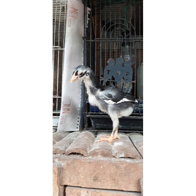 Anak Ayam Pakhoy ASLI