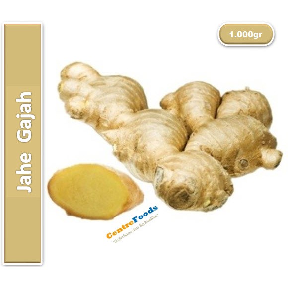 

Jahe Gajah Fresh | Putih [ Harga Per KG ]