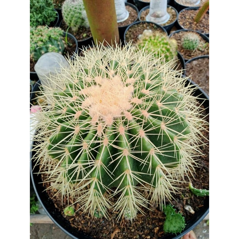 

GOLDEN BAREL JUMBO