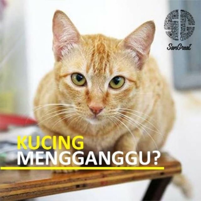 Bye Bye CAT Gel 100 gr - Alat Pengusir Kucing Alami Ampuh - Natural Cat Repellent - Cegah kucing buang kotoran sembarangan dan usir kucing liar