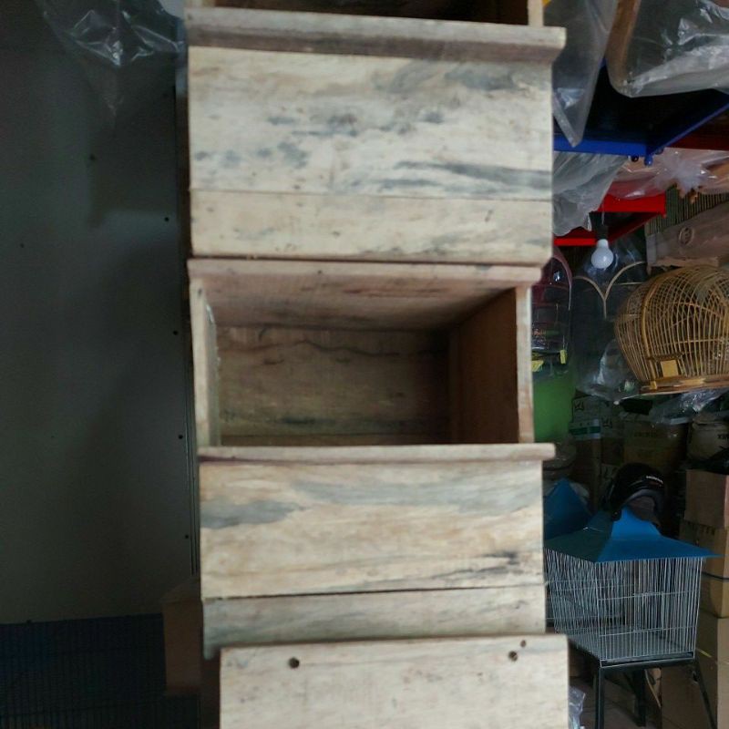 glodok buat burung murai batu