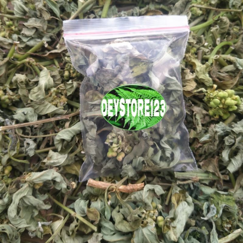 

Teh pelangsing Daun kate mas kering suduk mantul Original