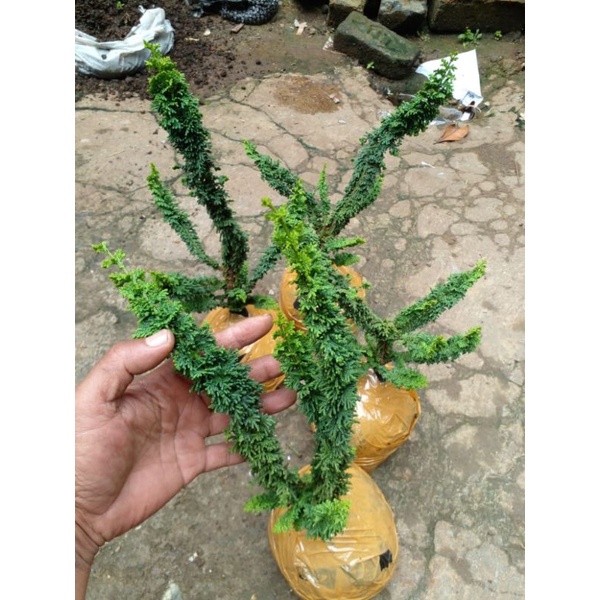 Cemara Sekka Hinoki/ Sekka Inoki/ Cemara Import Jepang