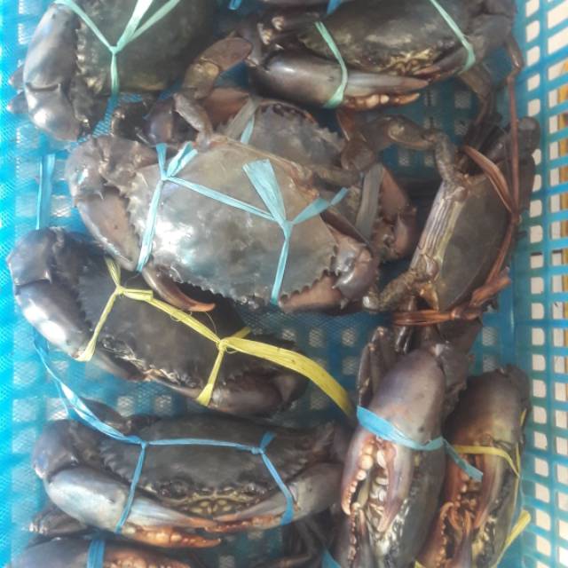 

Kepiting Bakau Hidup/Live Super Padat 1Ekor 300gram