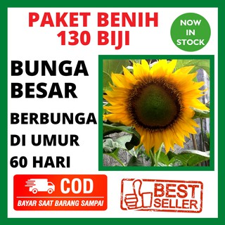 Bibit Bunga Matahari Pohon Bunga Matahari Hidup Bukan Biji Benih Bunga Matahari Kode 6540 Shopee Indonesia