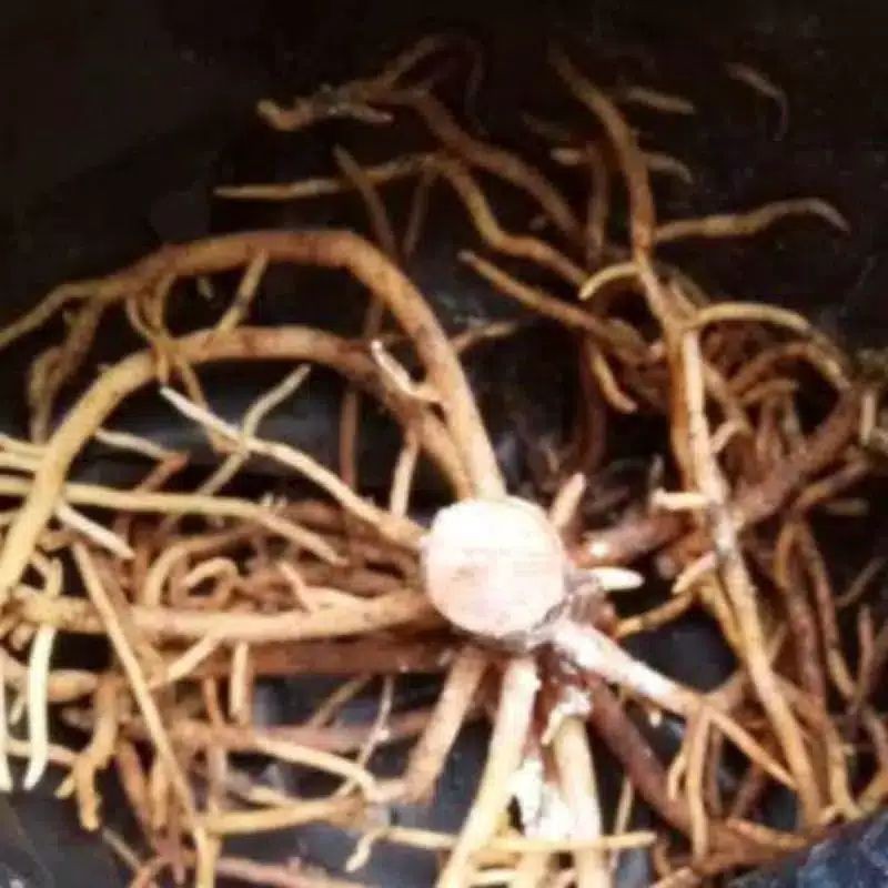 Bonggol Philodendron Birkin Sehat, Rimbun, Calon Indukan