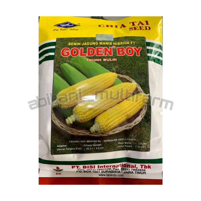 BIBIT - GOLDEN BOY BENIH JAGUNG MANIS HIBRIDA F1 - 250 GRAM