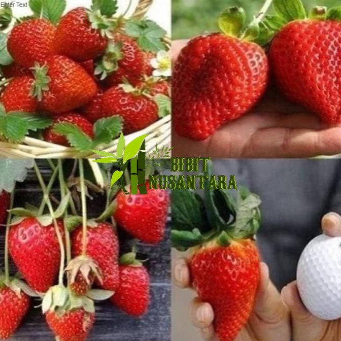 Bibit strawberry jumbo