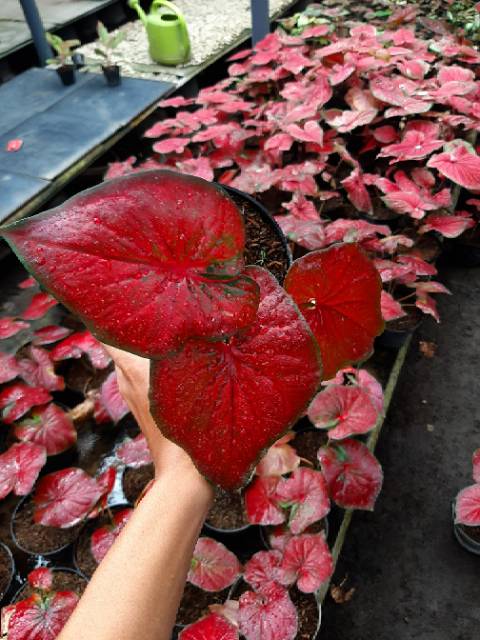 Caladium Keladi Hias Red Stardust Remaja Calon Induk Shopee Indonesia