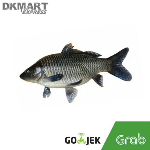 Ikan mas segar 500 gram