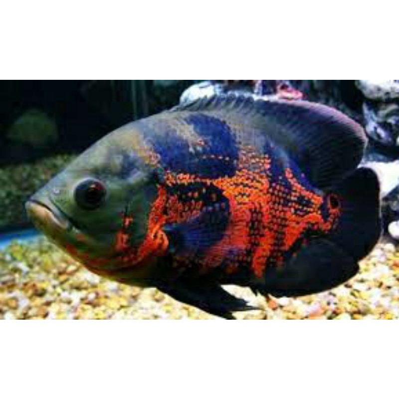 Ikan Oscar Tiger Batik