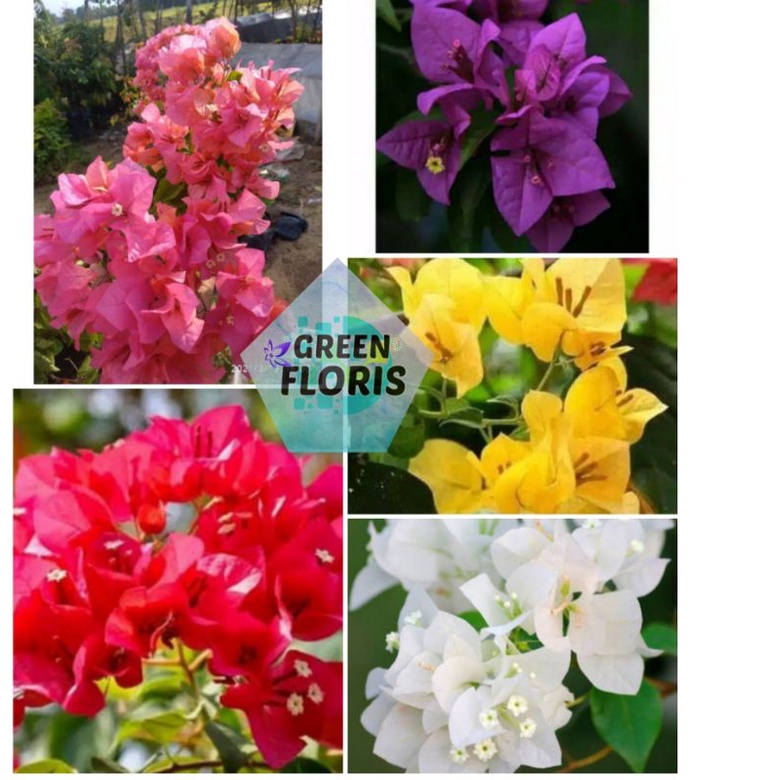 paket 5 Bougenville Bunga (Ungu, Merah, Kuning, Putih, Orange) Tanaman Hias Bougenville