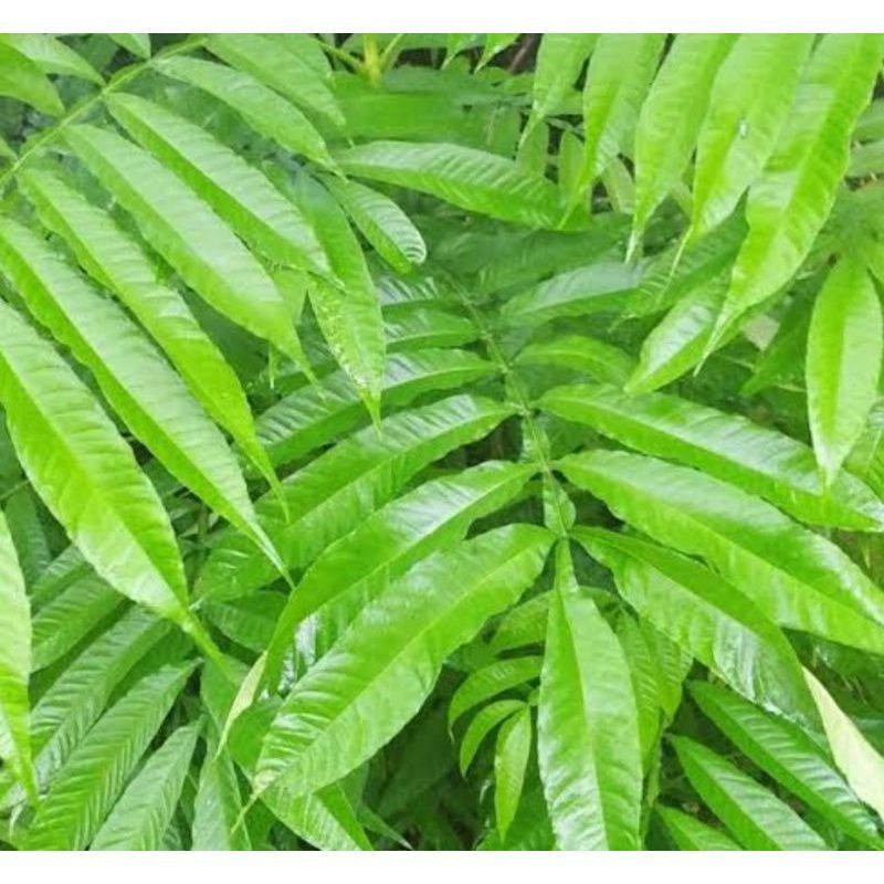 

Daun Sungkai 1kg