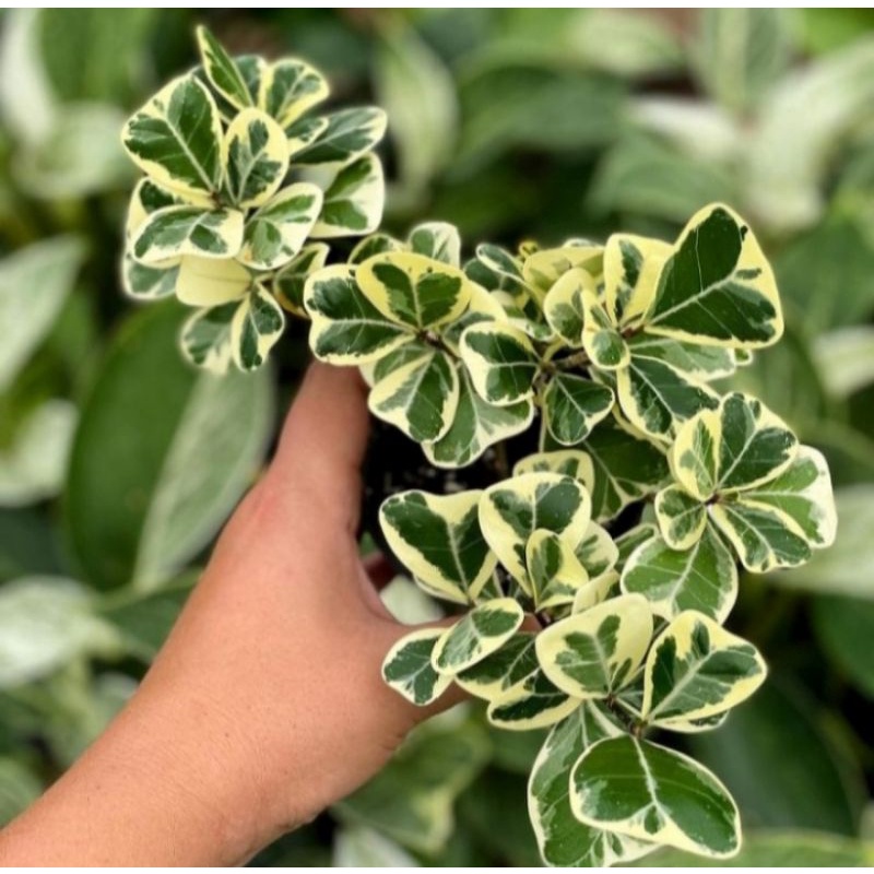 Tanaman hias kupu kupu variegata - tanaman hias bringin kupu kupu - tanaman hias