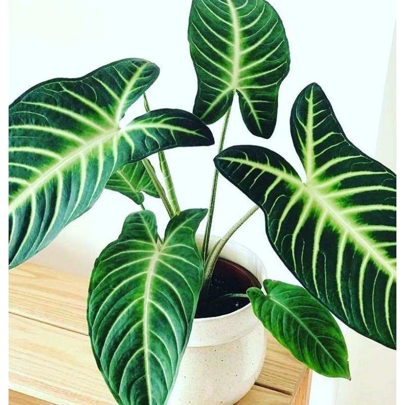 Tanaman hias Xantosoma Lindeni-keladi zebra