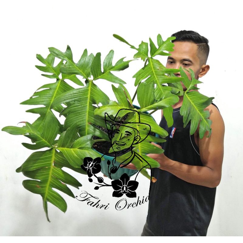 FahriOrchid - Philodendron Florida Beauty hijau
