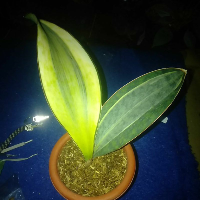 tanaman hias sensipera masoniana