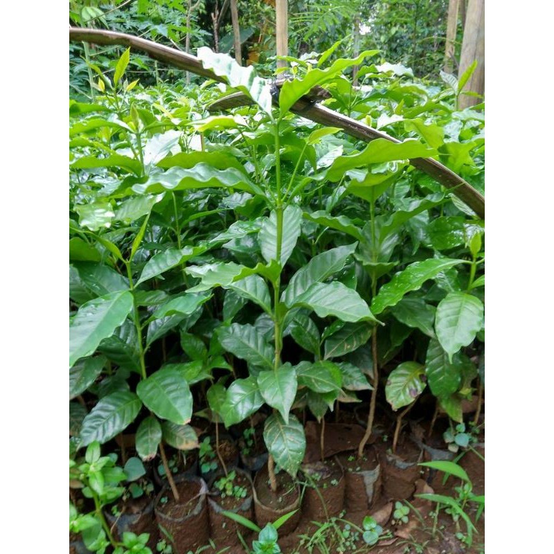 TERMURAH BIBIT KOPI ROBUSTA UNGGUL ASLI LAMPUNG 20cm
