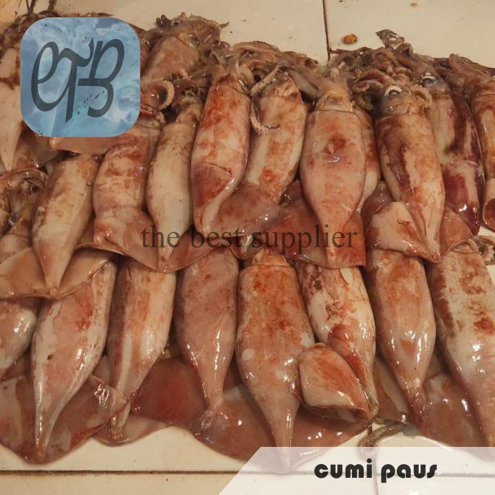 

Cumi Paus Segar