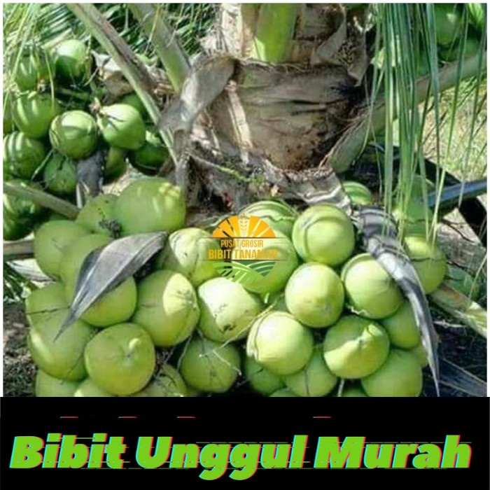 Bibit Tanaman Kelapa Genjah Entok