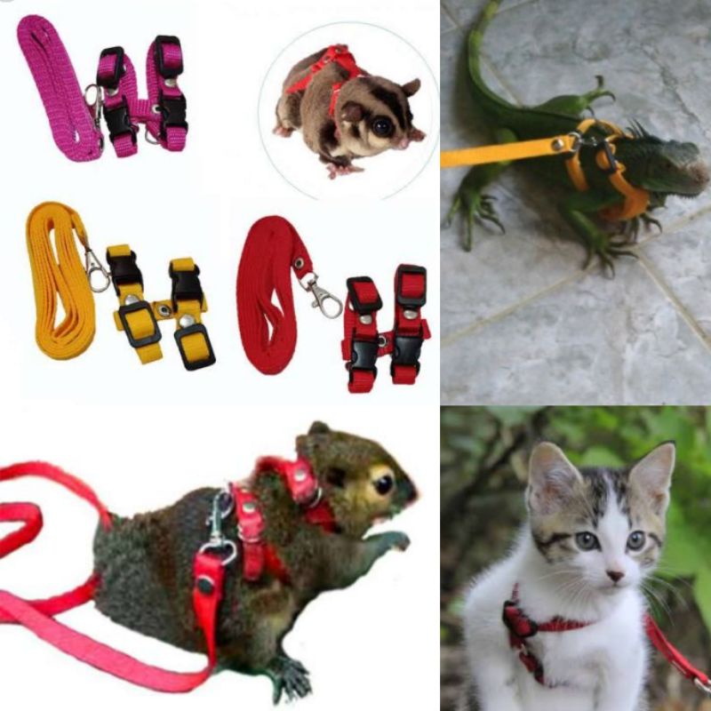 Tali tuntun Harnes bajing,tupai, sugar glider, kucing kecil, Harnes bajing tupai SG iguana