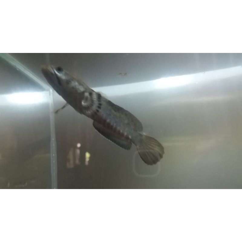 

Ikan Channa pulchra 8-10