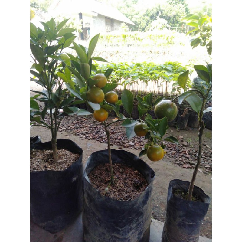 jeruk Santang madu sudah berbuah