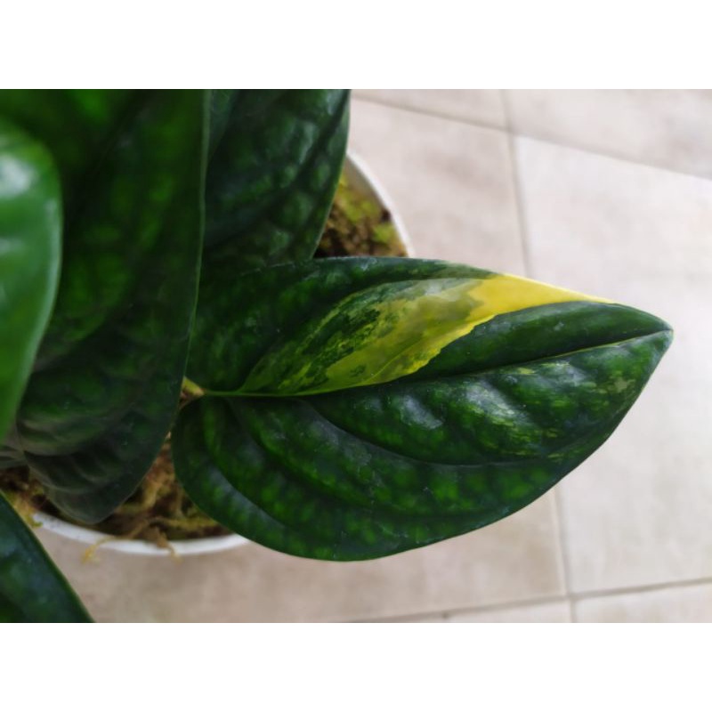 monstera karstenianum Variegata ekonomis