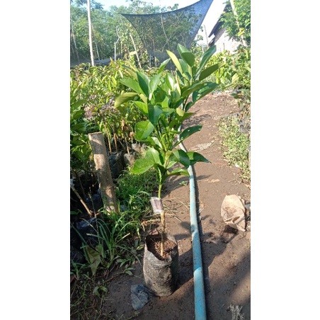 

PAKET HEMAT BIBIT TANAMAN