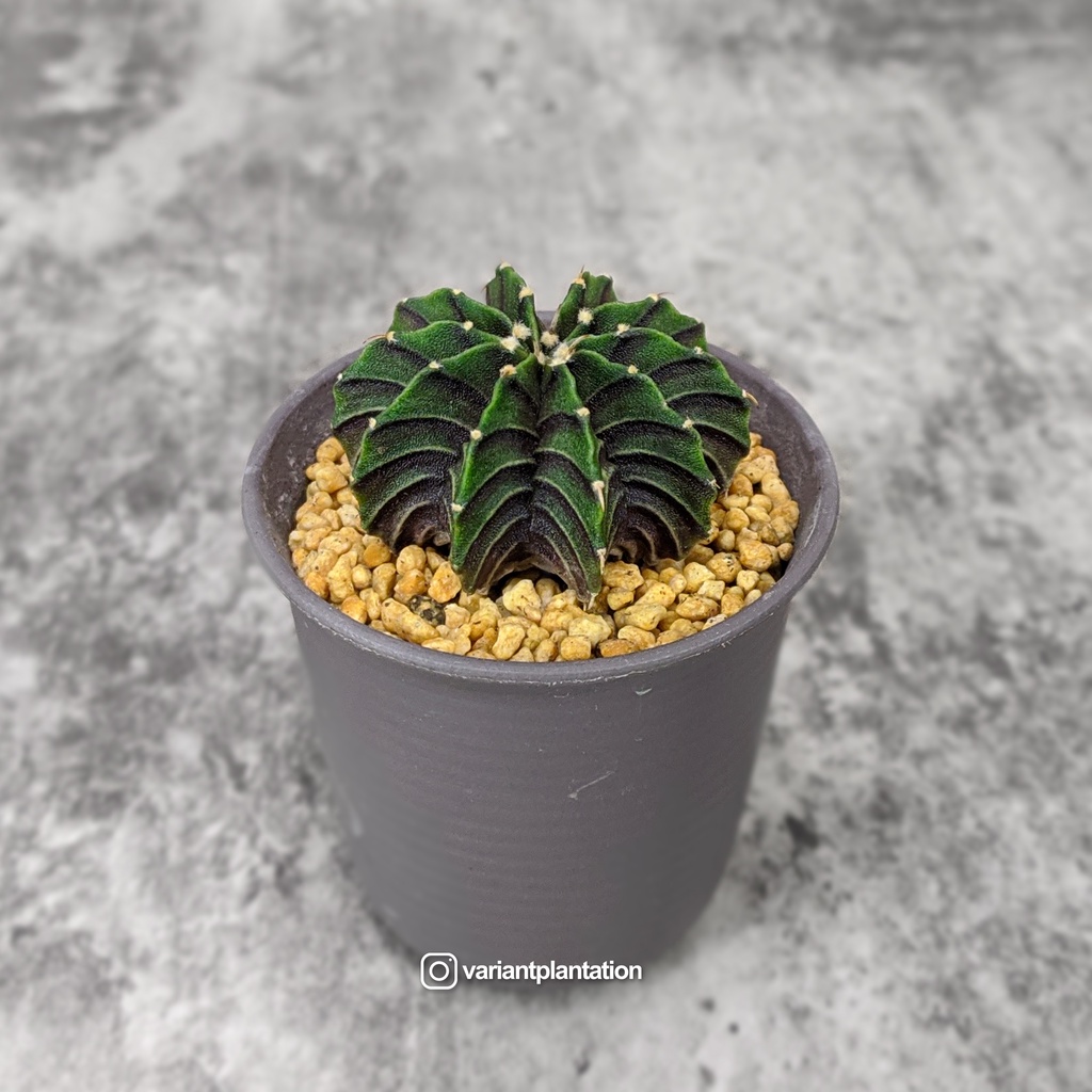 Tanaman kaktus gymnocalycium vos 014a x lb2178 seedling dari biji di pot 6,5cm