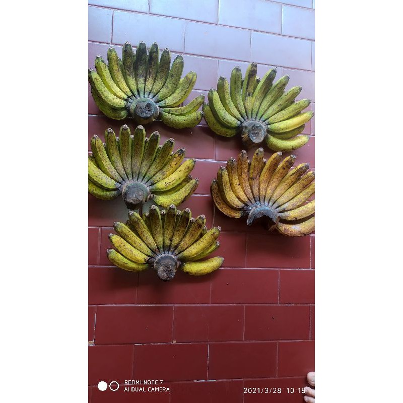 

pisang barangan Medan .harga 1 sisir mulai : sp 30 k : A 25 k : B 20 k : C 15 k