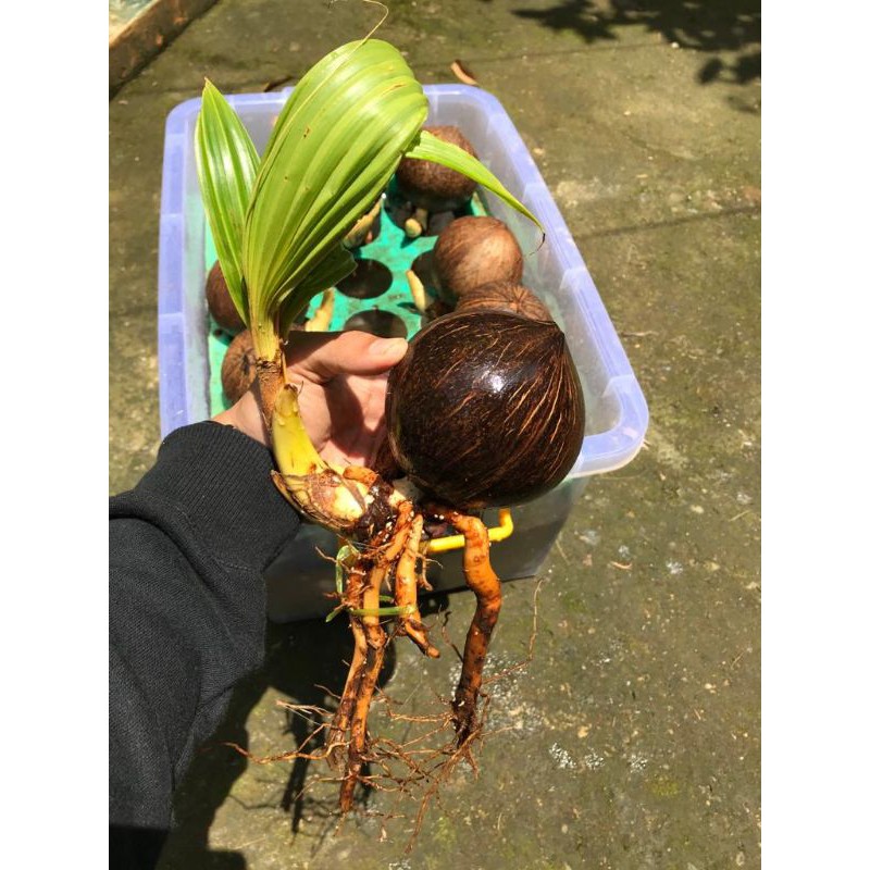 Bahan bonsai kelapa minion gading oren, kuning, hijau, dan coklat model batok nungging - bonsai kela