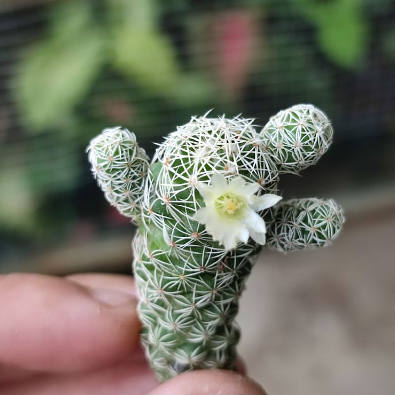 Kaktus Klepon Ownroot Mammillaria gracilis /Mammillaria klepon