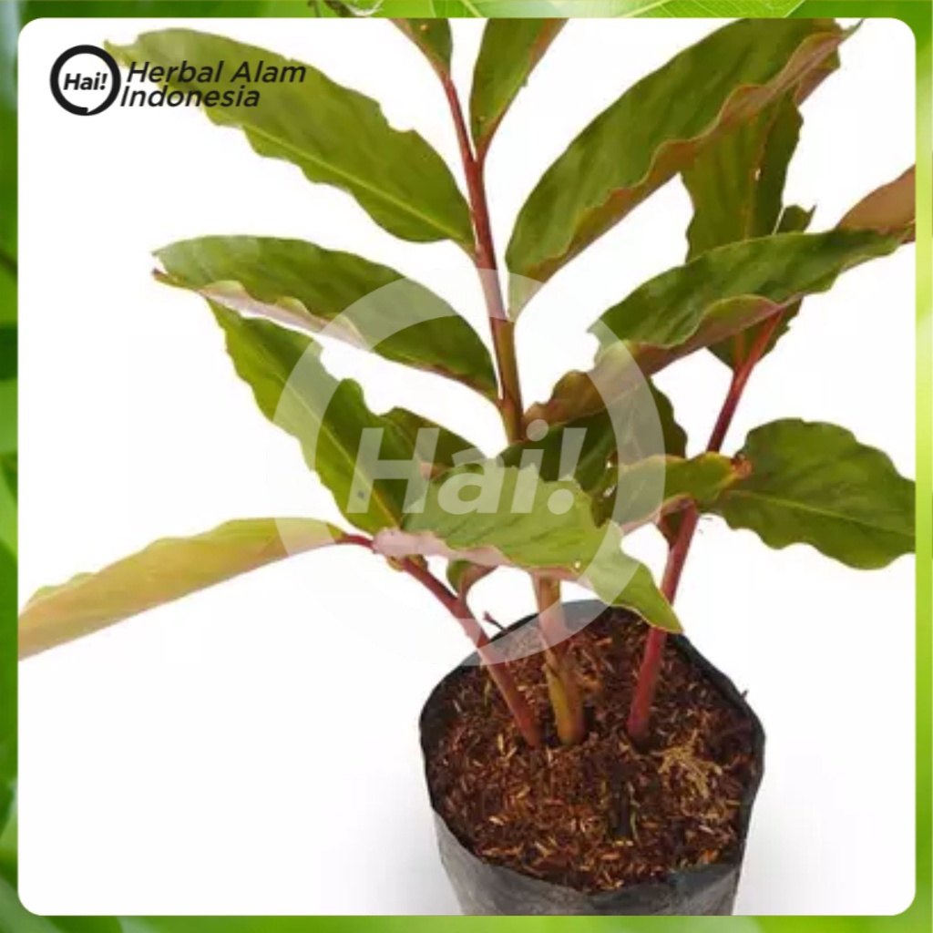 

BIBIT POHON HONJE /KCOMBRANG MERAH HAI STORE