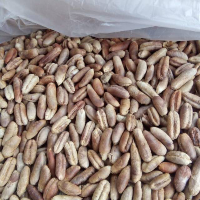 

Biji kurma 10kg