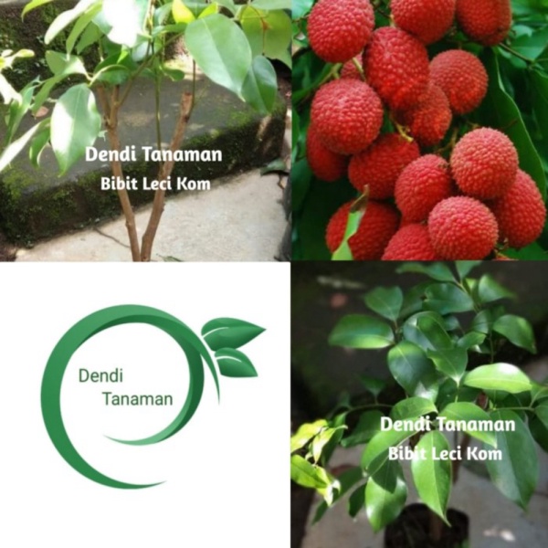 Jual Bibit Pohon Leci Kom Merah Super  Pohon Leci Cangkok Unggul Berkualitas