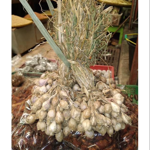 Bawang tunggal/ bawang lanang