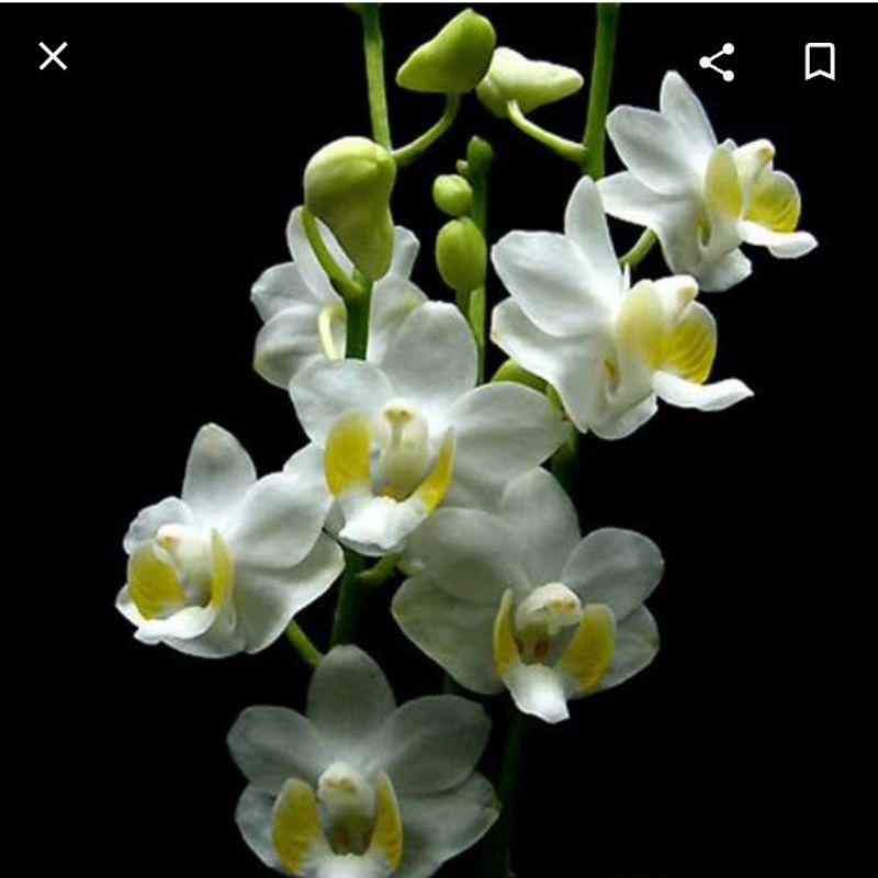 Phalaenopsis Doritis Pulcherima var Alba